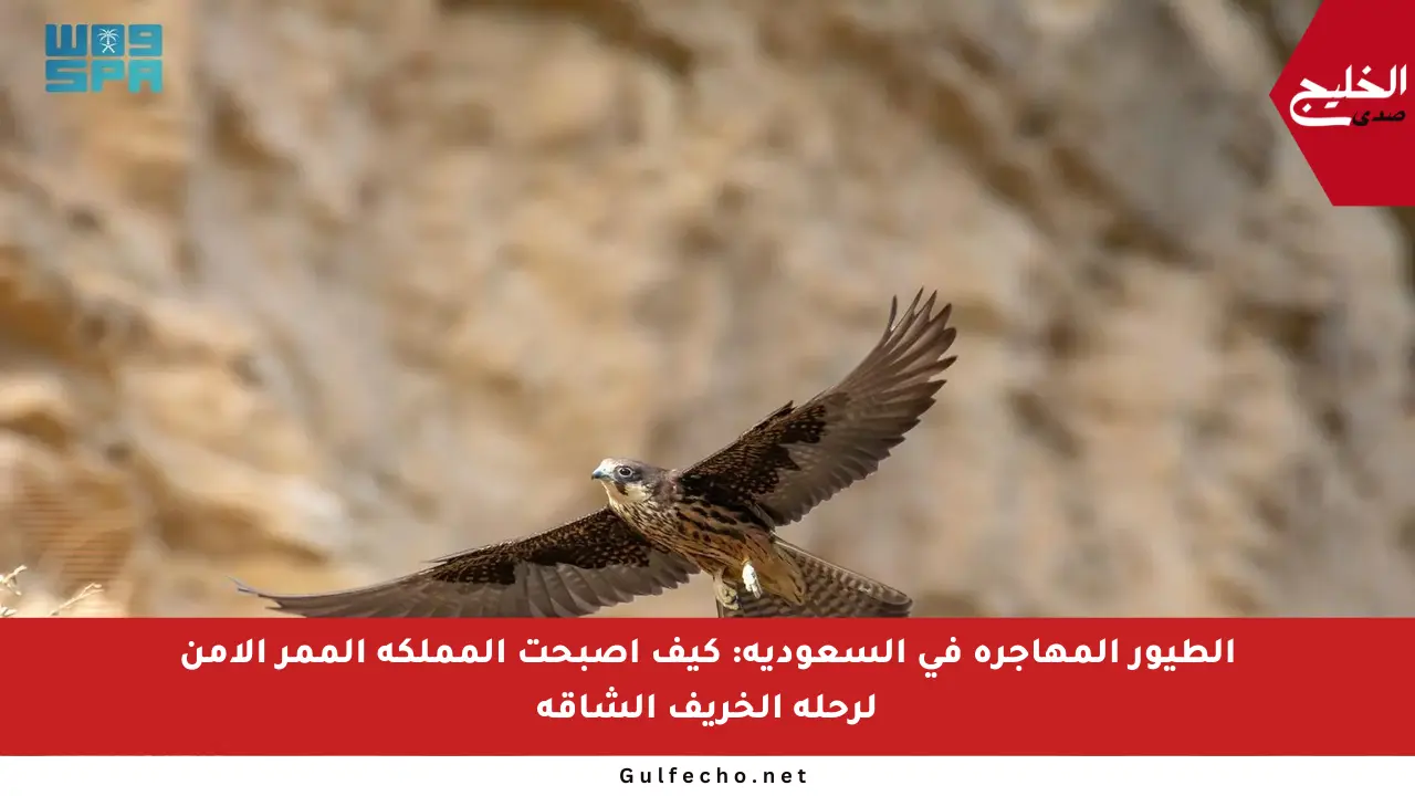 الطيور المهاجرة في السعودية: كيف أصبحت المملكة الممر الآمن لرحلة الخريف الشاقة